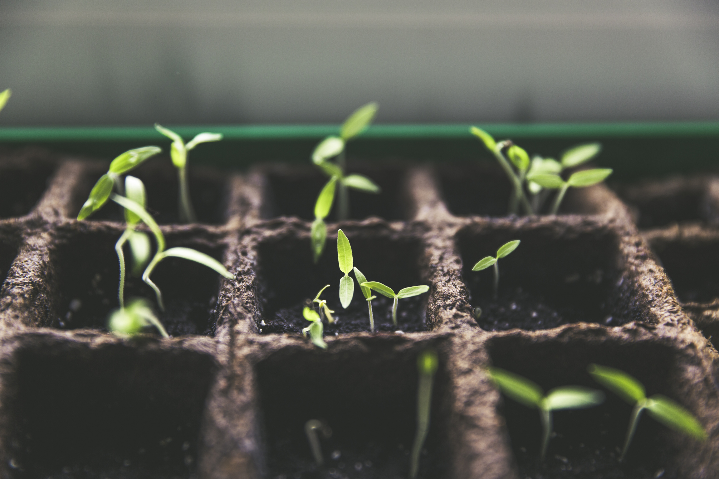 Breeding Tomato Plants